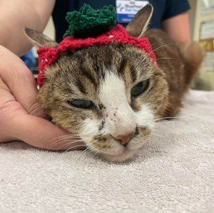 Meet your Posher, Renee